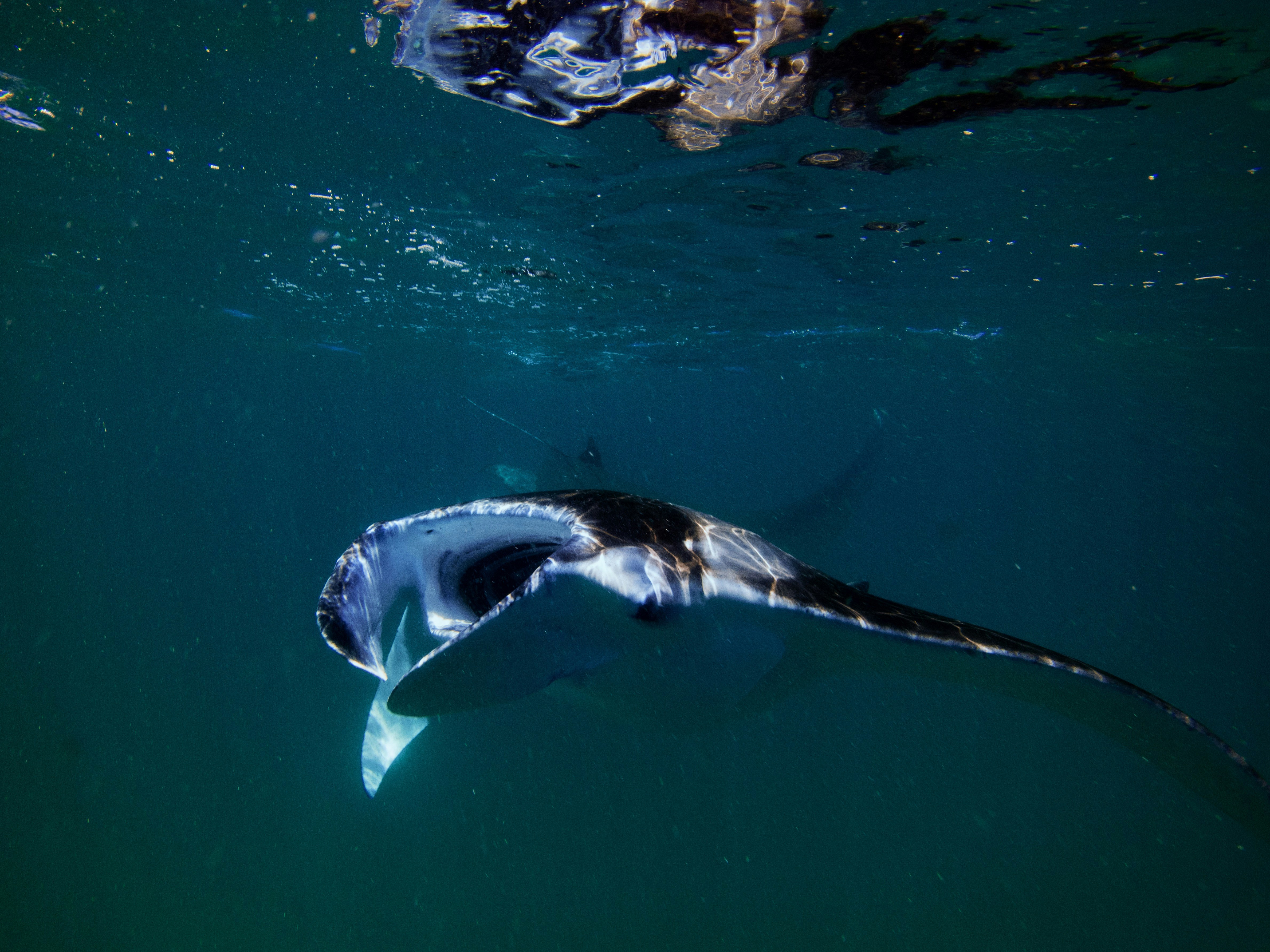 Emotional Responses in Giant Fish (image credits: unsplash)