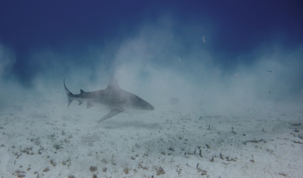 a shark swimming in the ocean