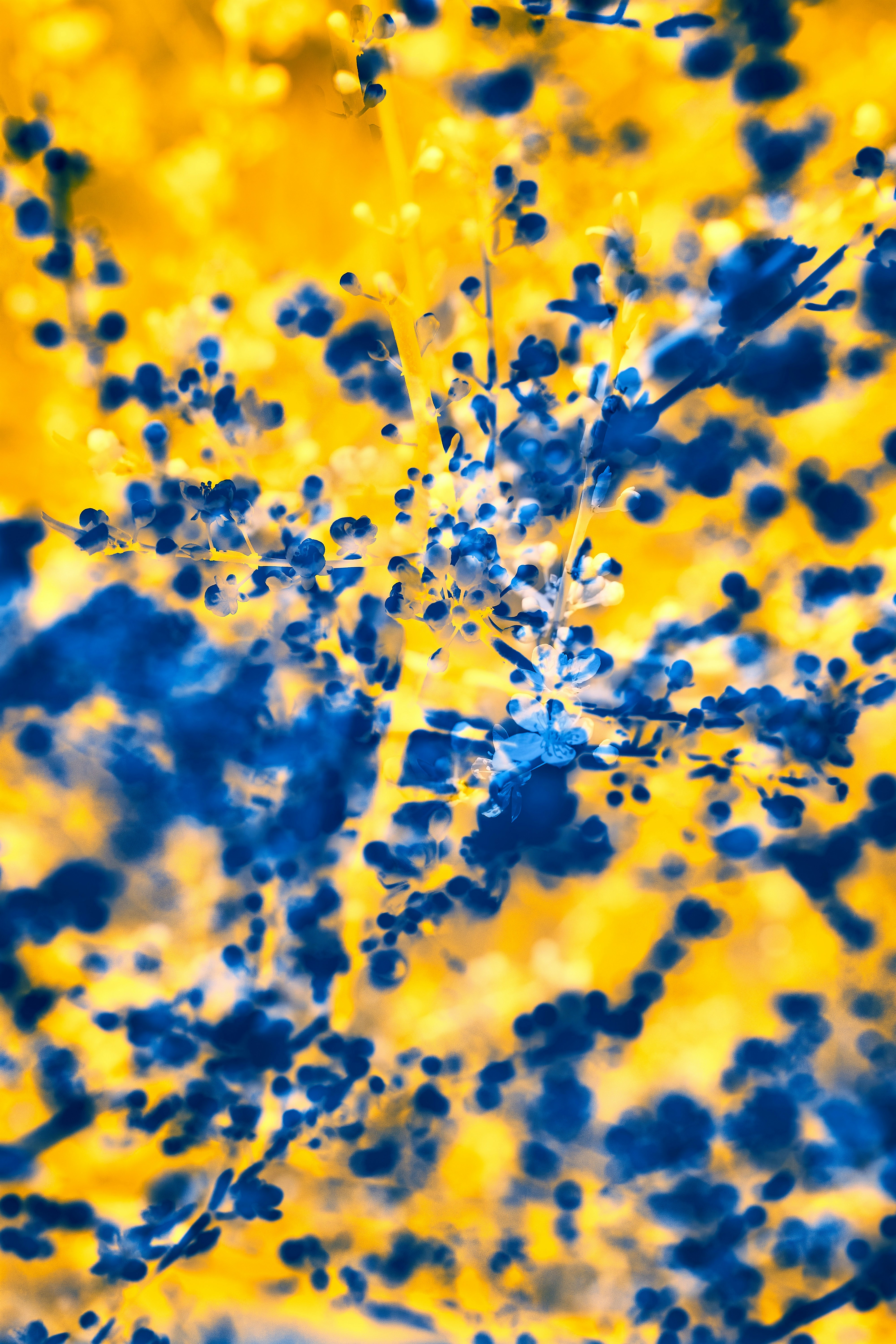 Photo by wolfgang_hasselmann