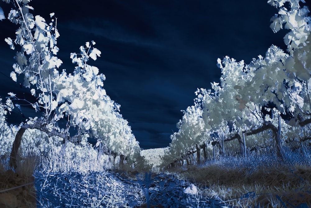 a snowy field with trees