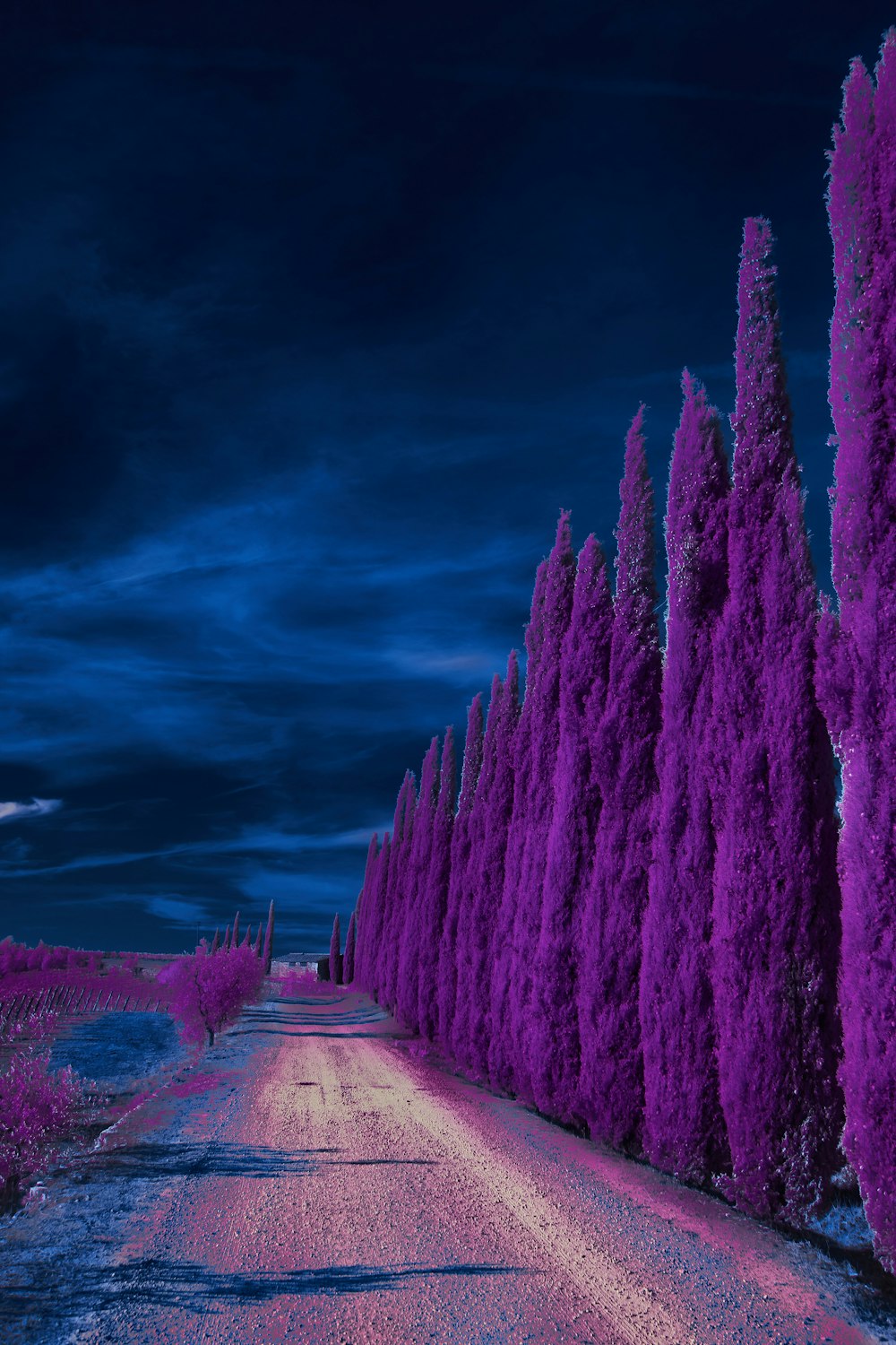 a road with purple trees on either side of it