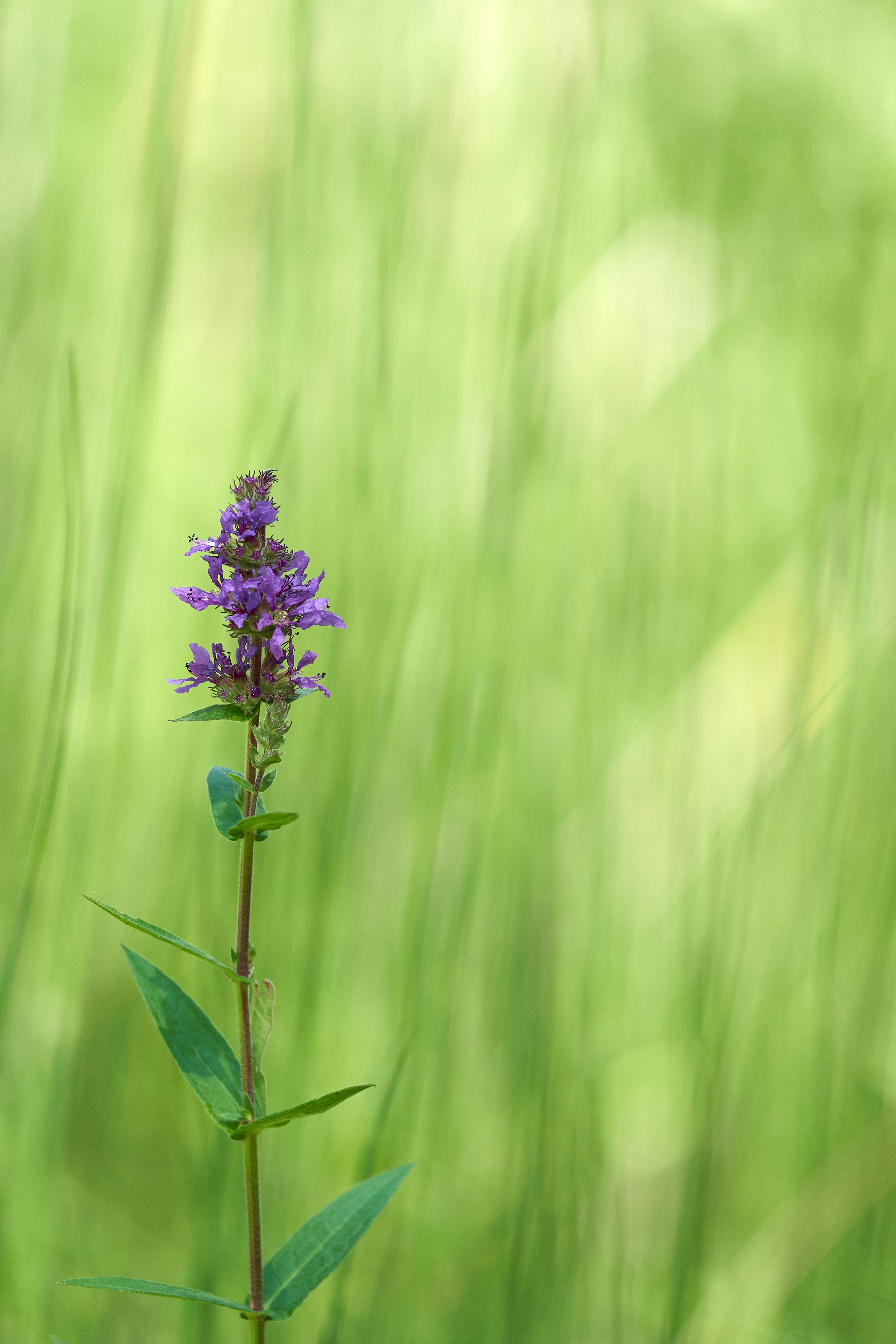 Photo by wolfgang_hasselmann