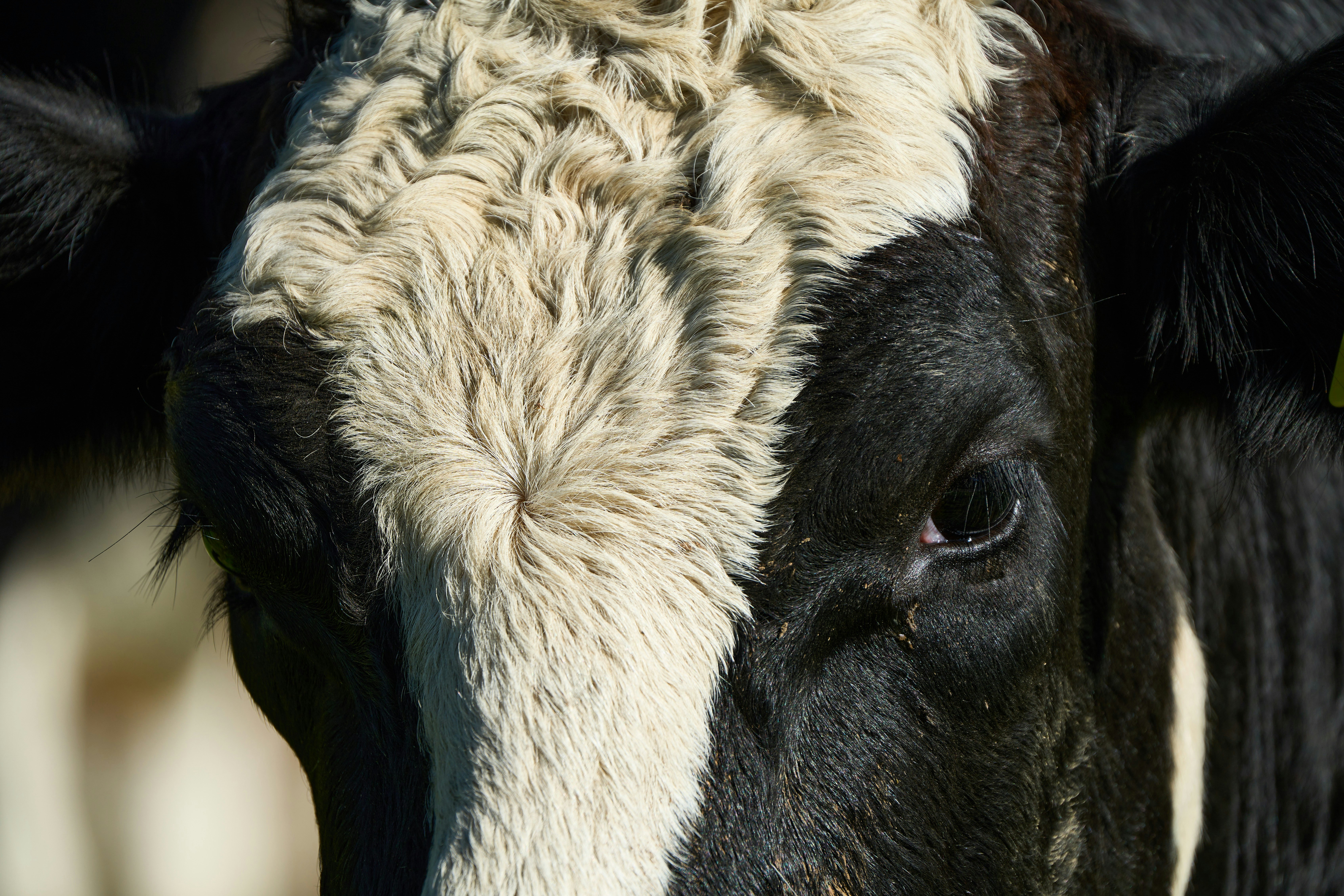 a close up of a cow