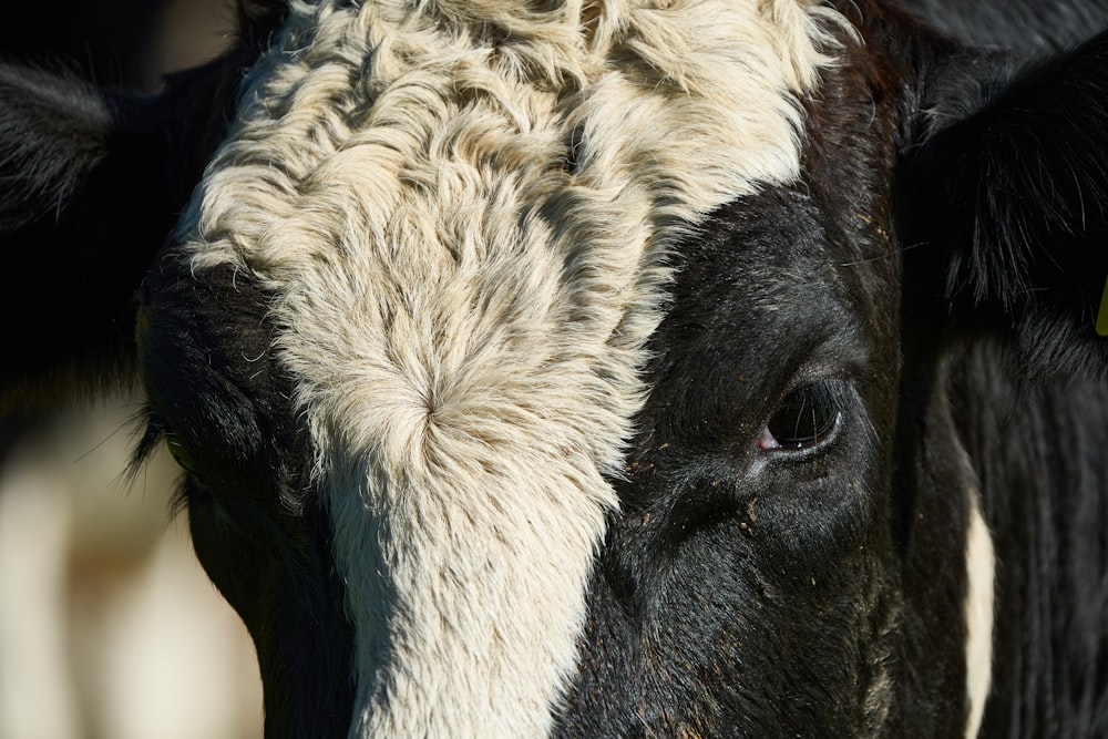 a close up of a cow