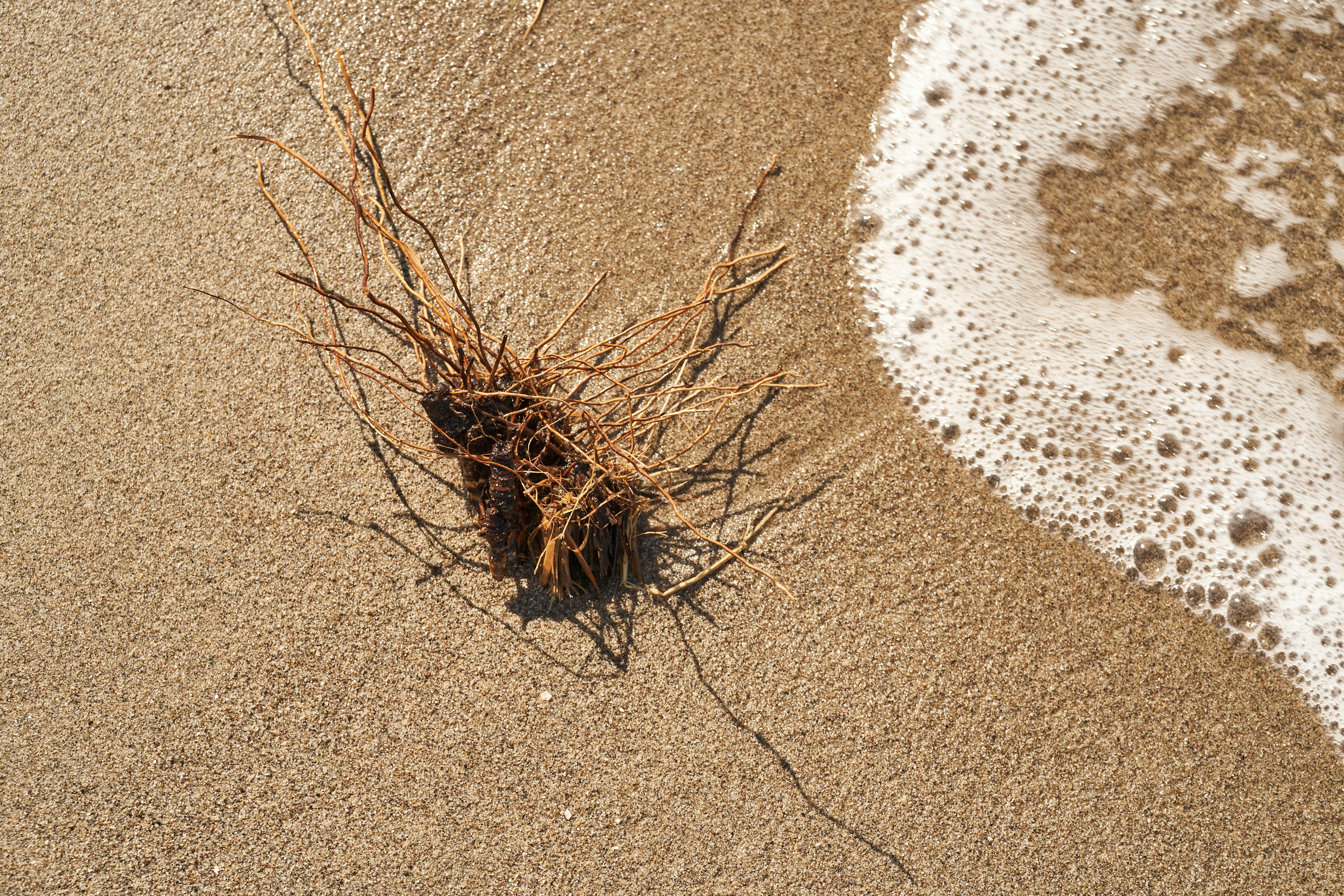 Photo by wolfgang_hasselmann