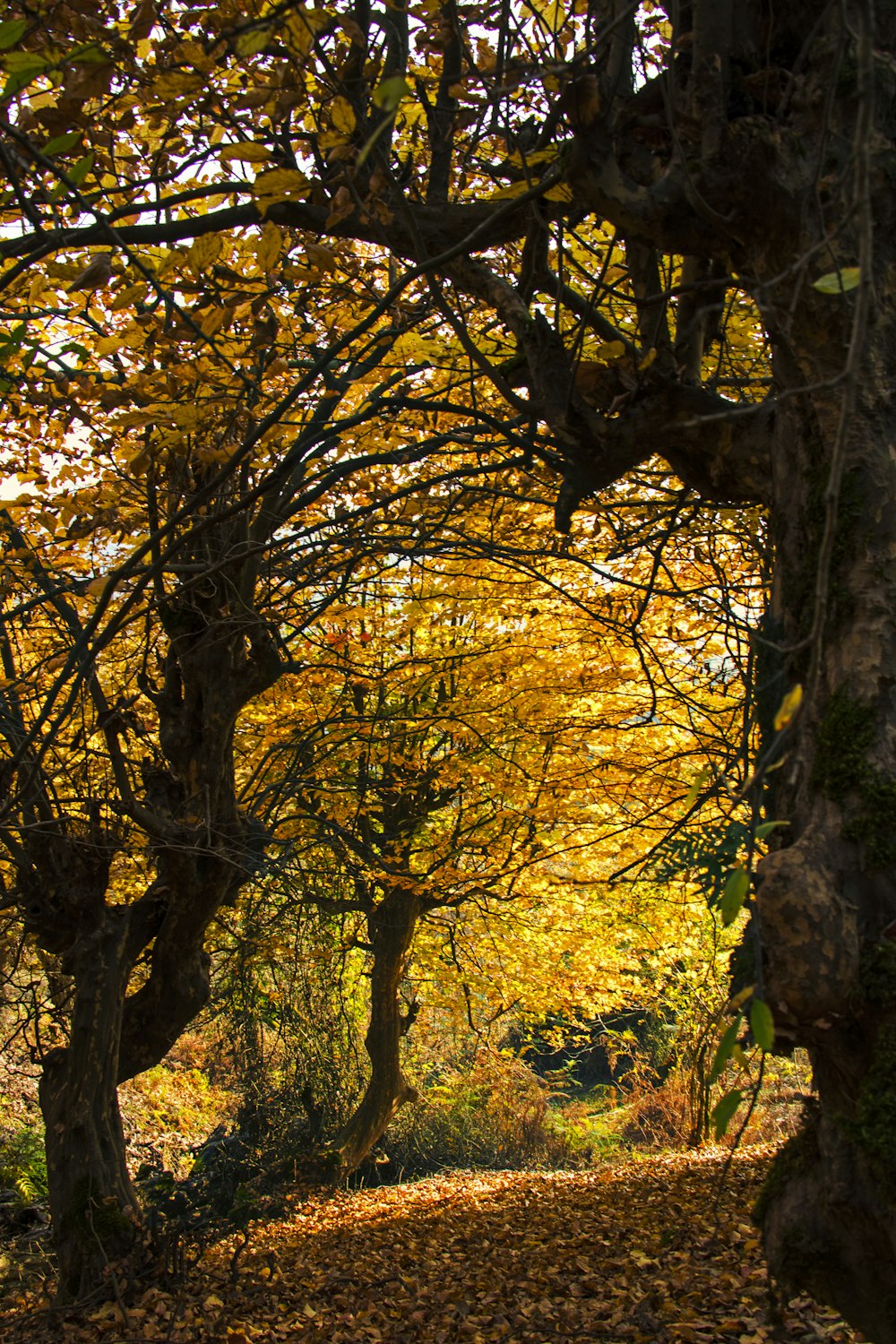 a group of trees with yellow leaves