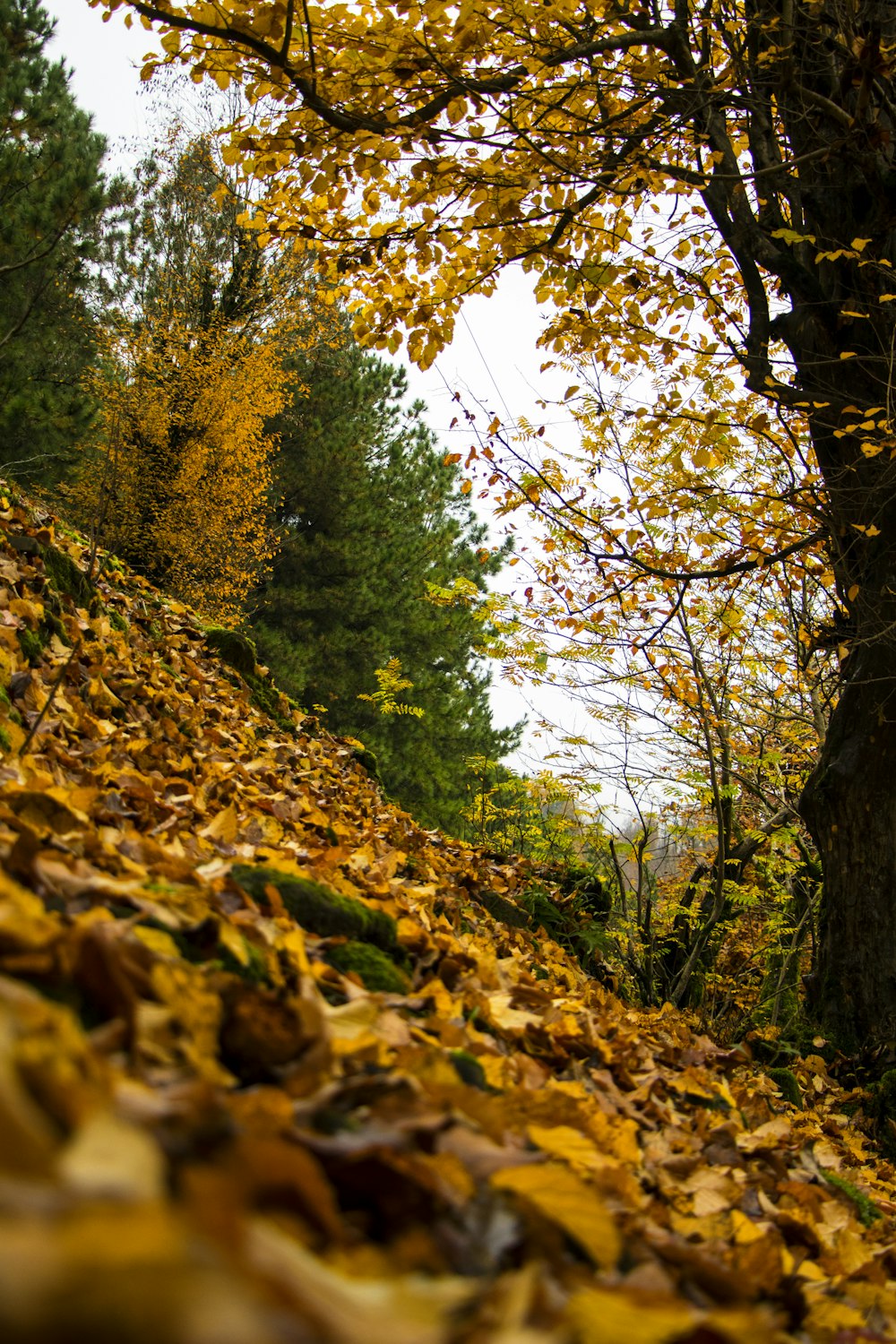 a group of trees with yellow leaves