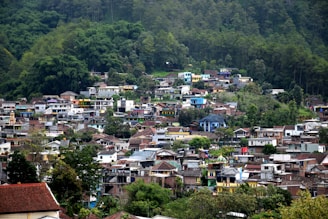 a group of houses in a wooded area