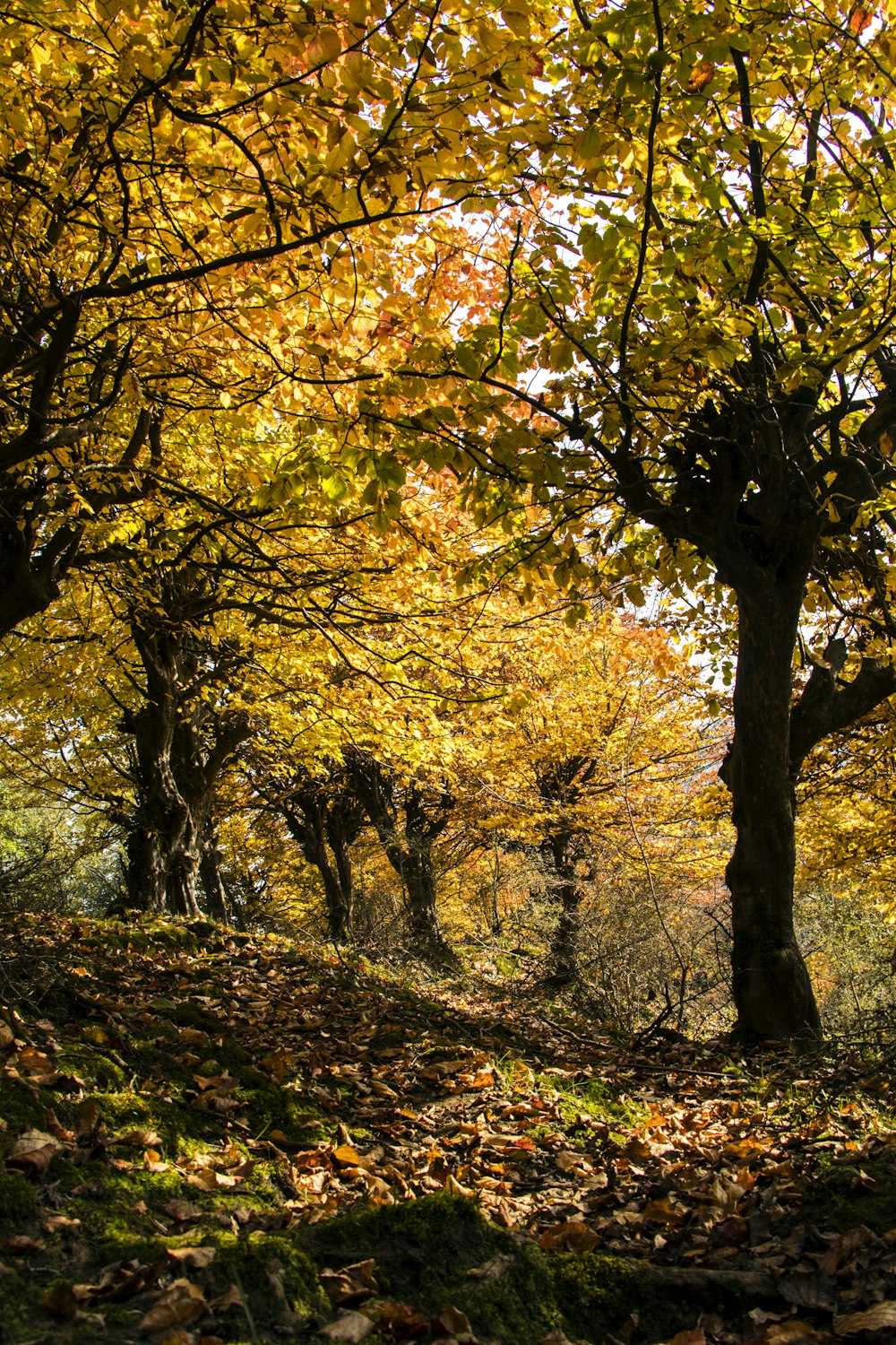 a path with yellow leaves and trees on either side of it