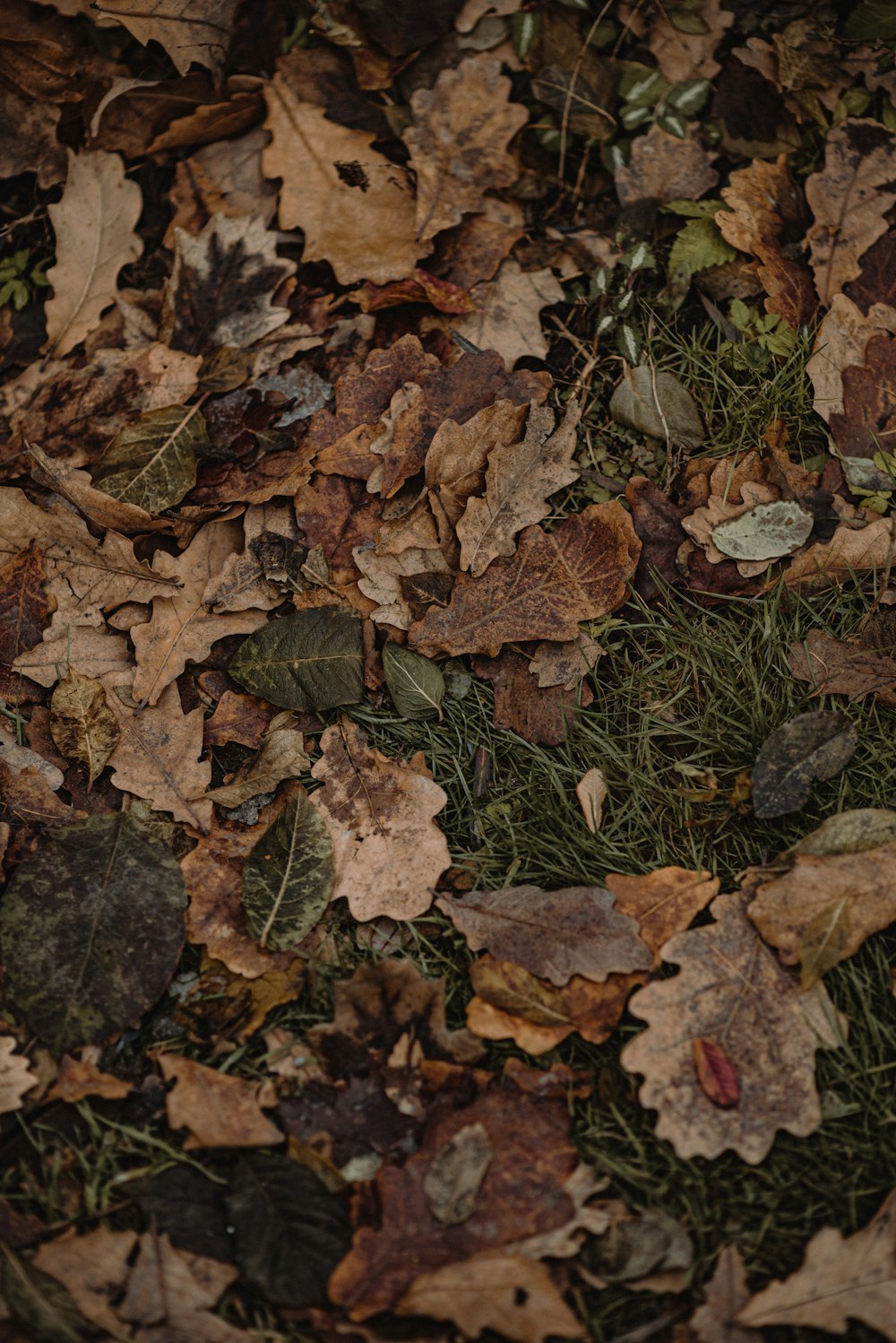 a pile of brown leaves