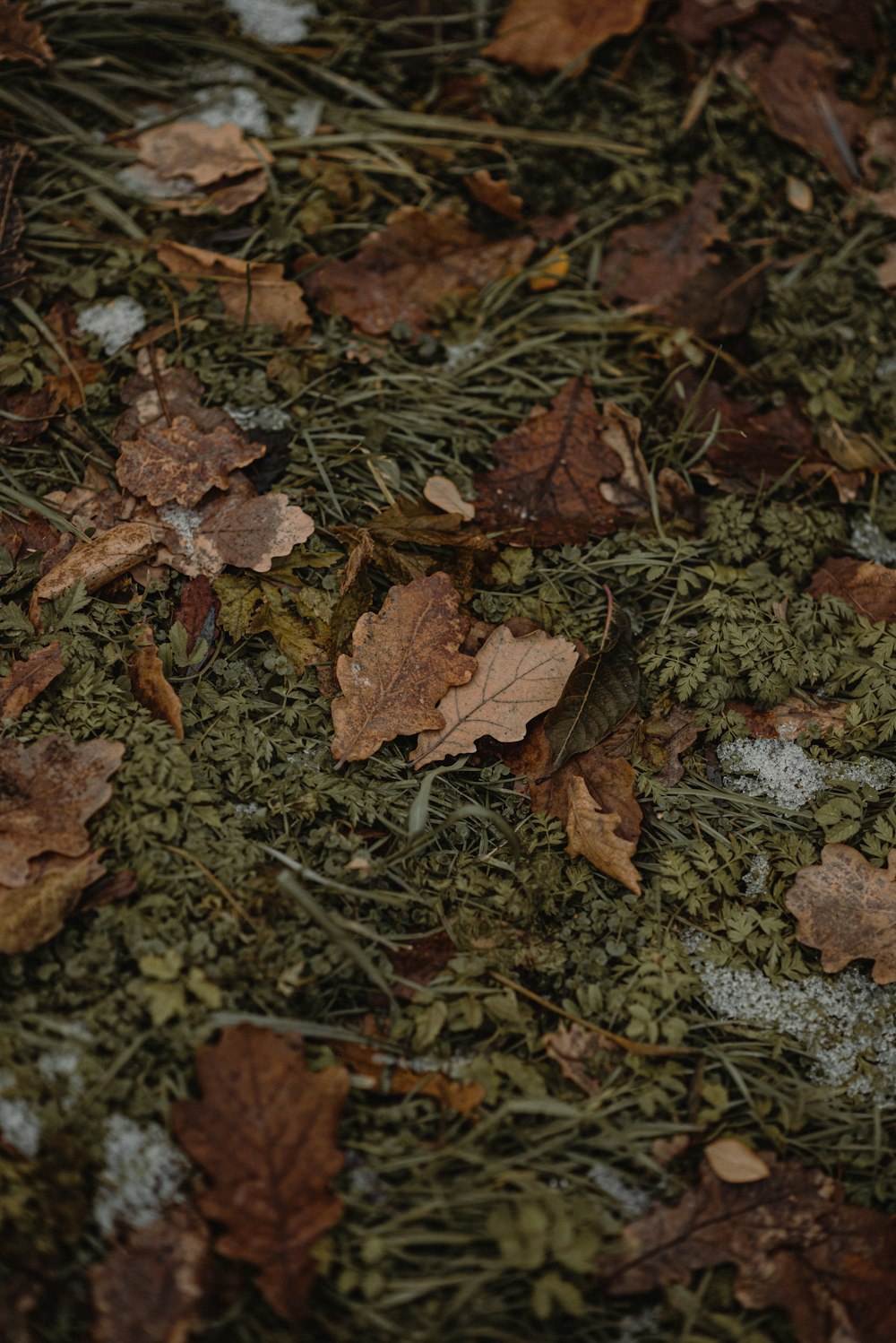 a pile of brown leaves