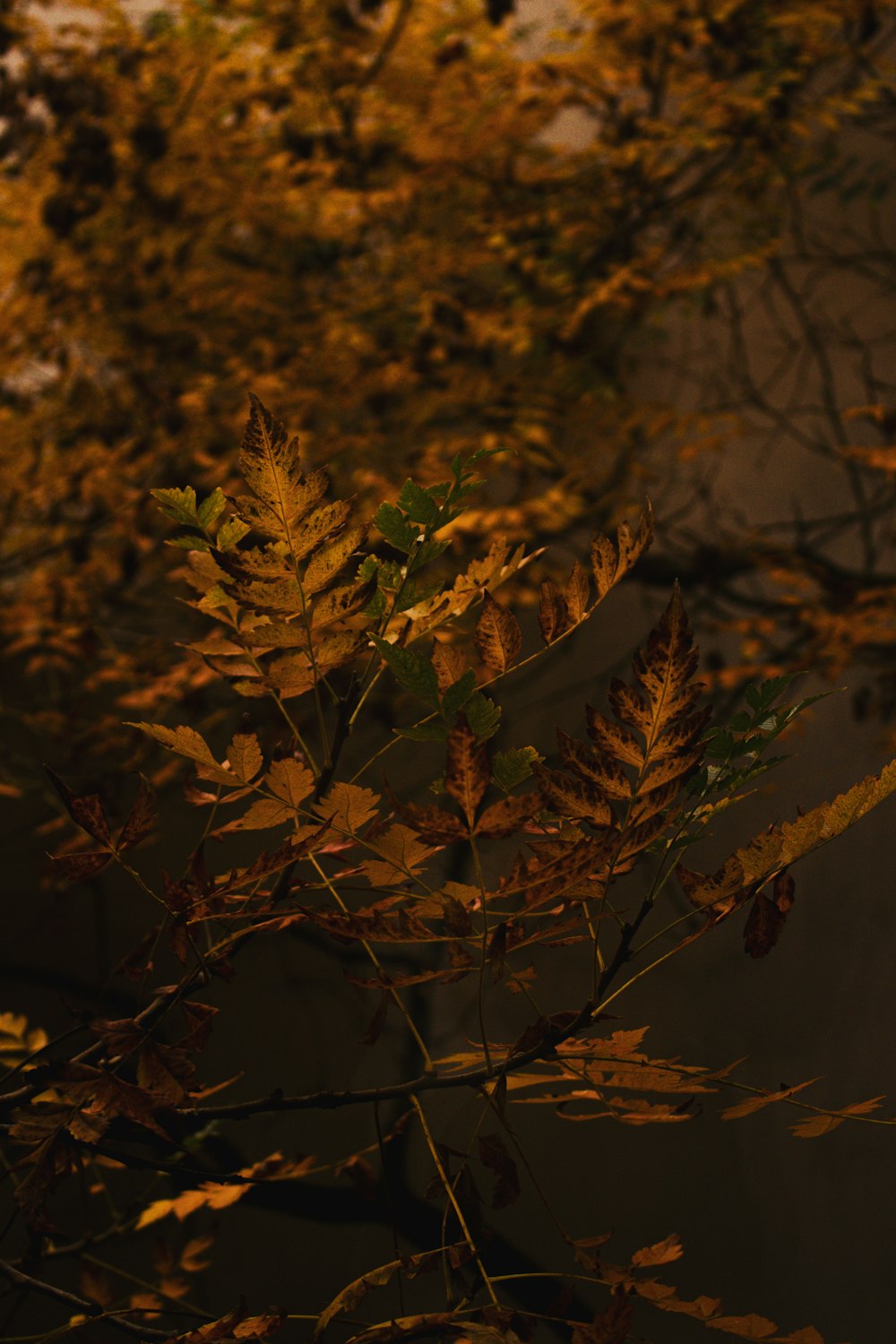 a close up of a tree branch