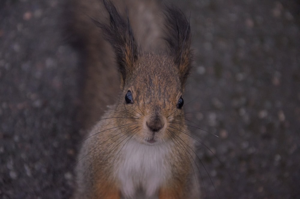 a brown and white rabbit