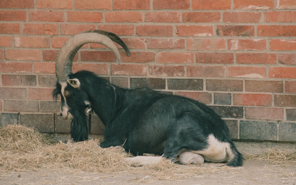 a ram lying on hay