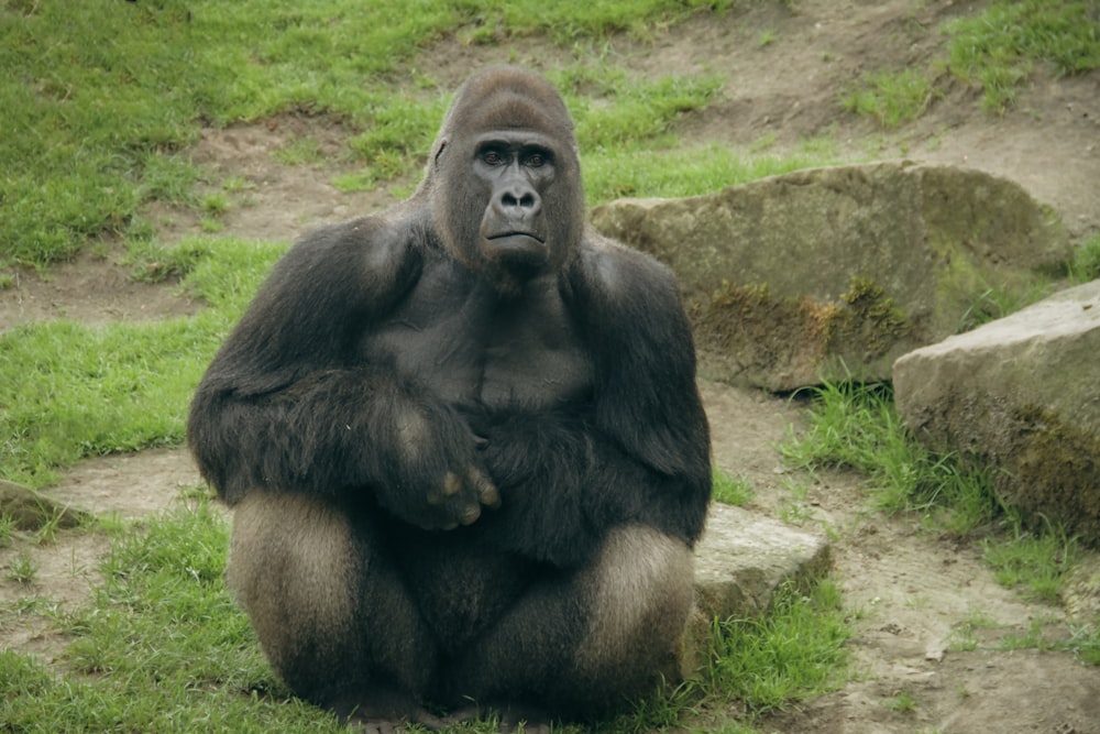 a gorilla sitting on a rock