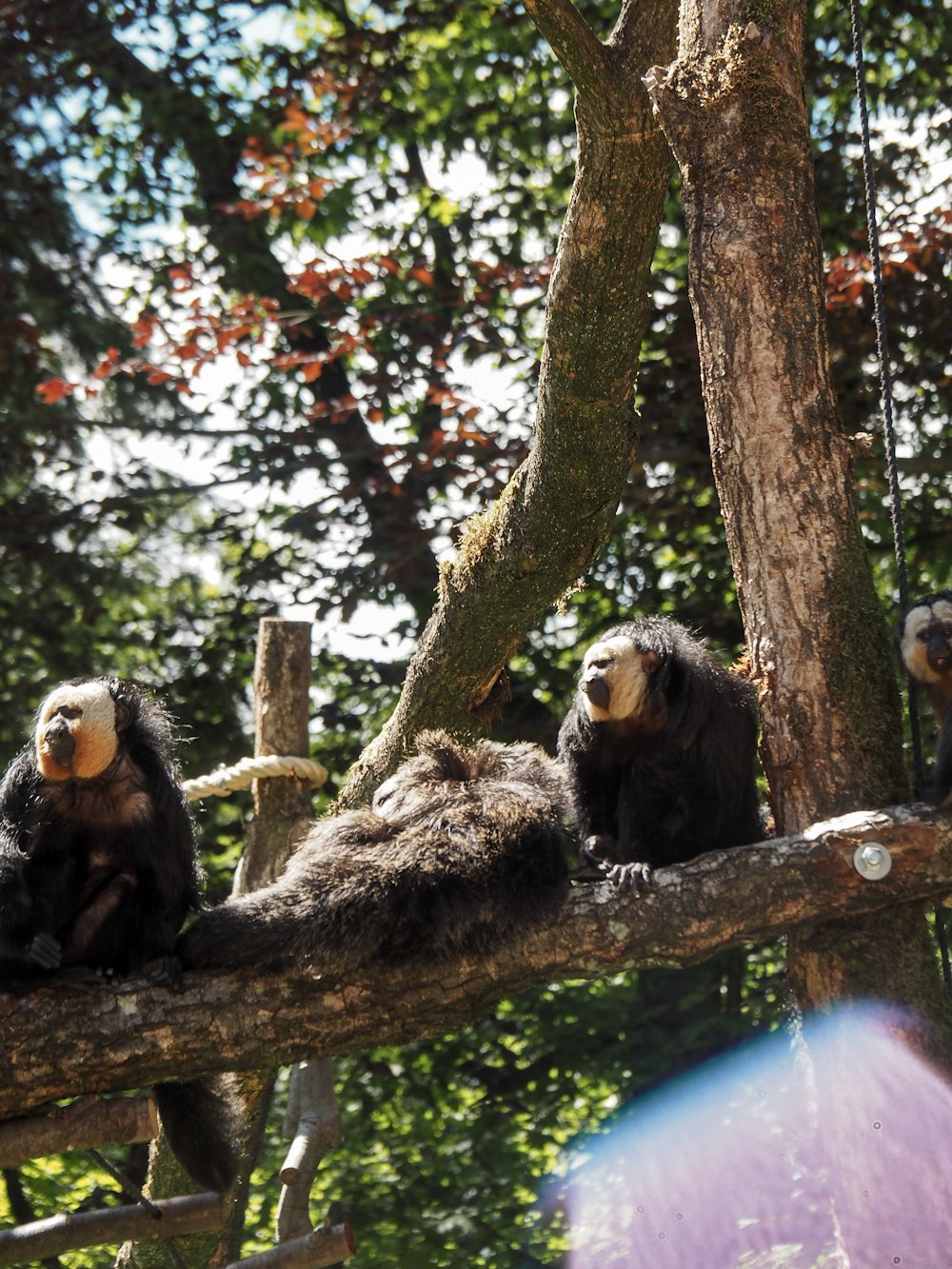 a group of owls in a tree