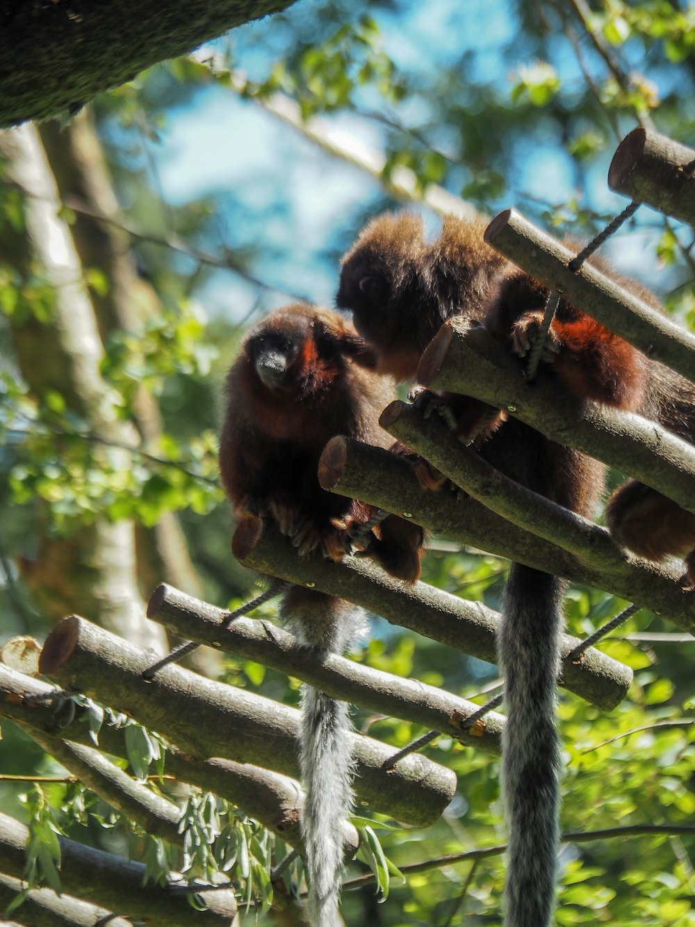 a couple of bears in a tree