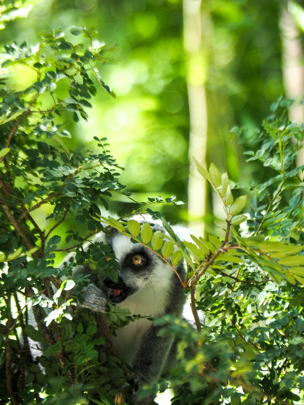 a monkey in a tree