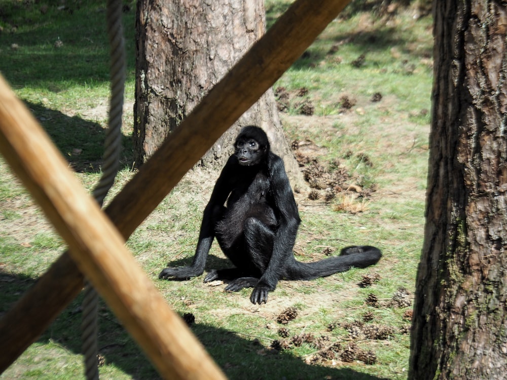 a monkey sitting on a tree