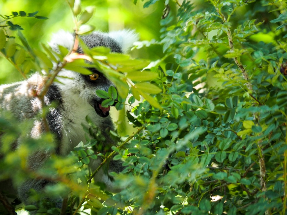 a leopard in a tree