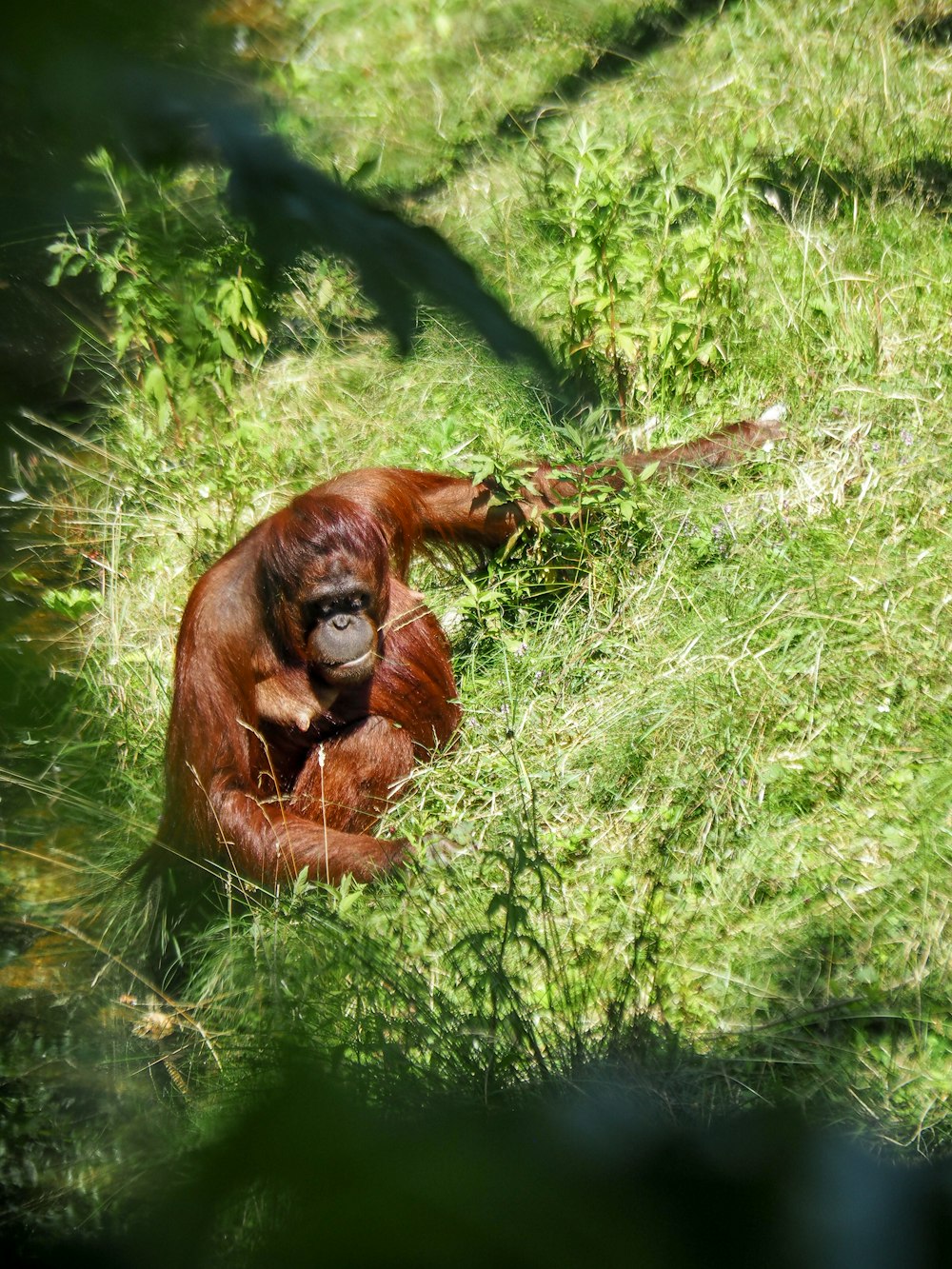 a brown animal in the grass