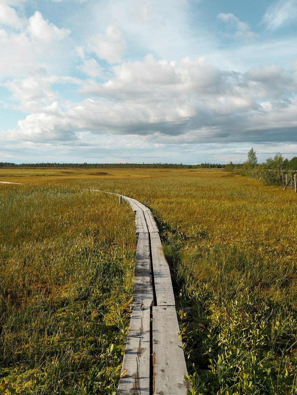 a path through a field of yellow flowers