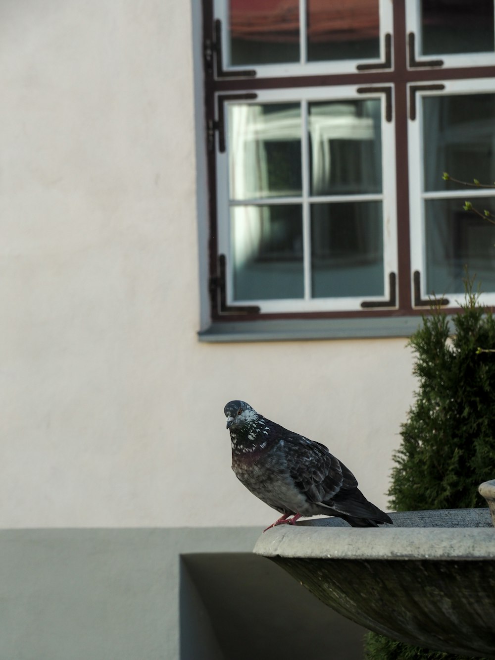 a bird sitting on a ledge
