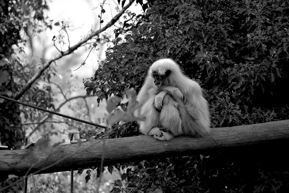 a monkey sitting on a branch