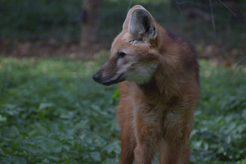 a fox standing in grass