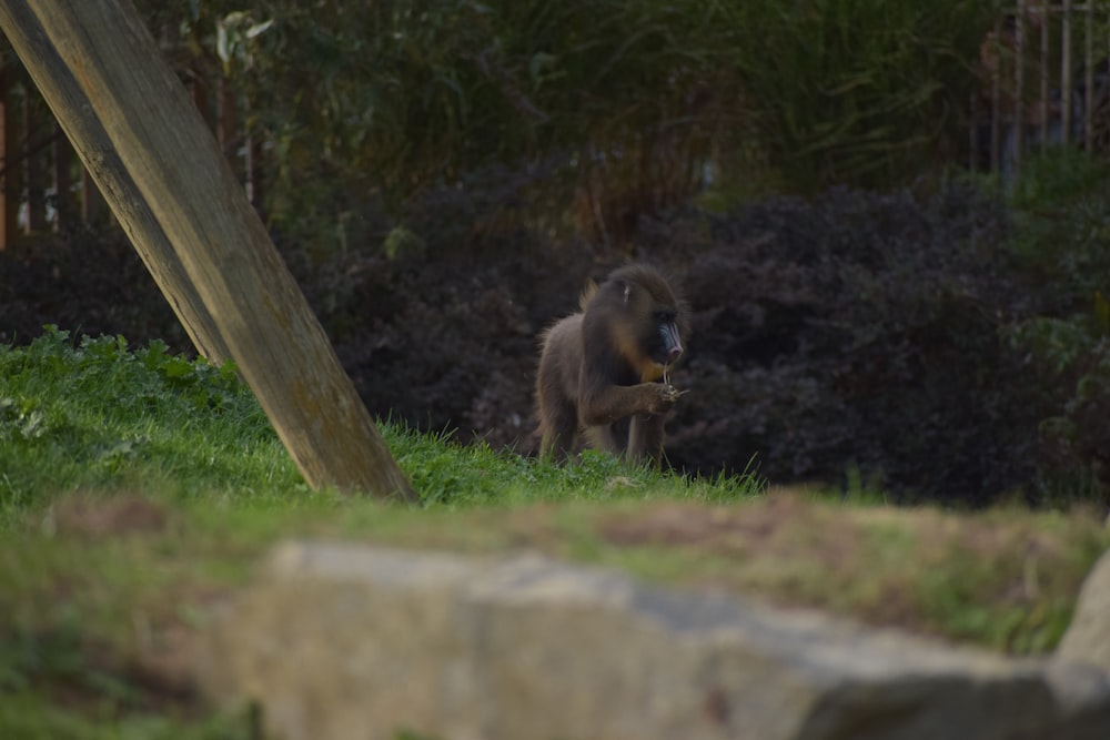 a monkey eating a piece of food