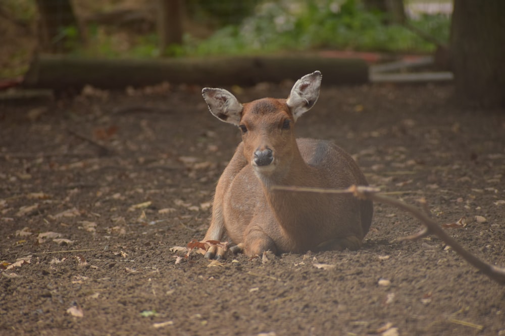 a deer sitting on the ground