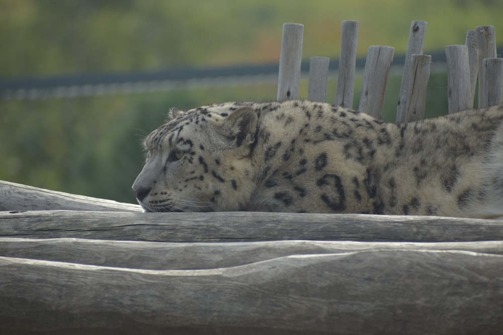 a white and black spotted tiger lying on a wooden ledge