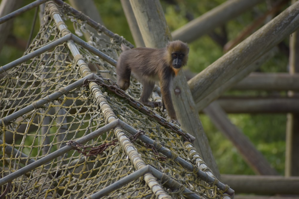 a monkey on a tree branch