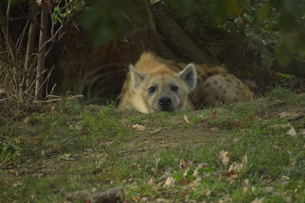 a fox lying in the grass