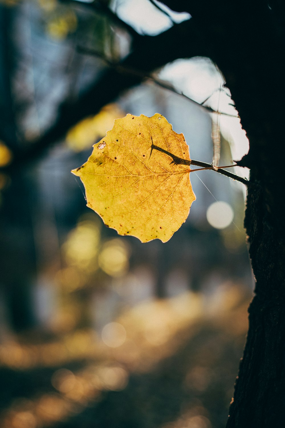 a yellow leaf on a tree