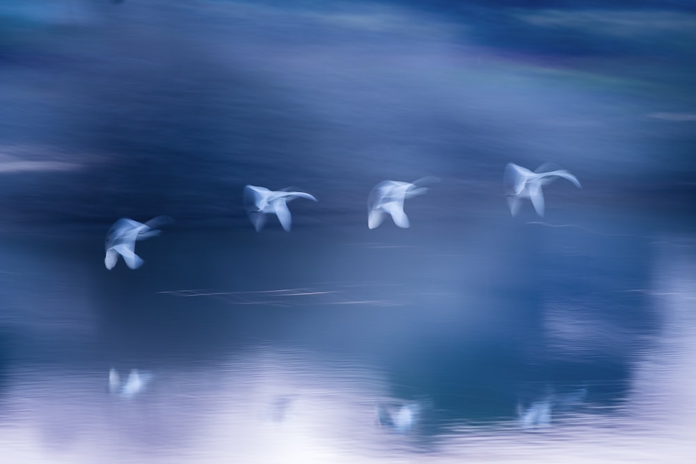 a group of dolphins swimming in the water