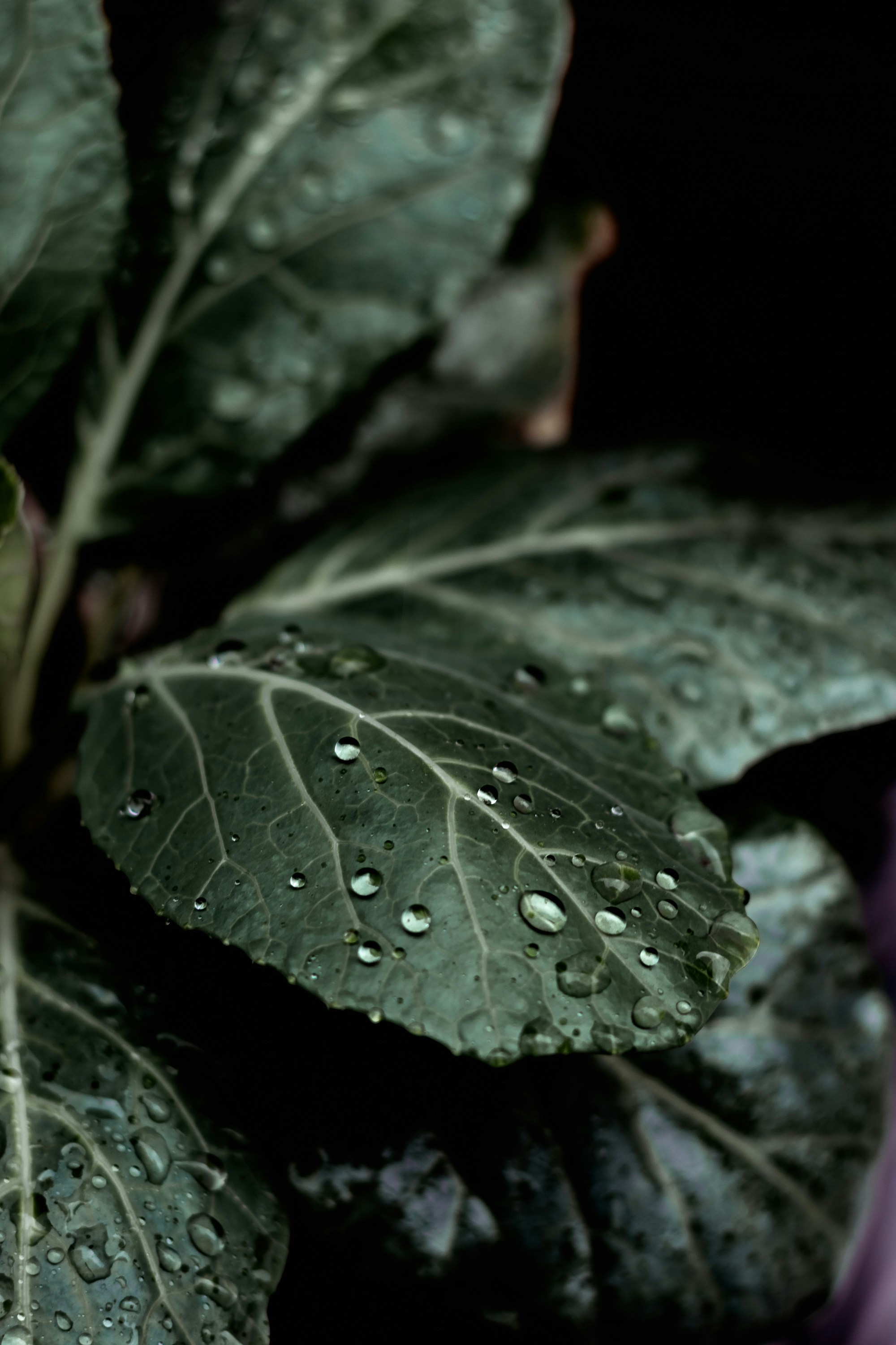 a close up of a leaf