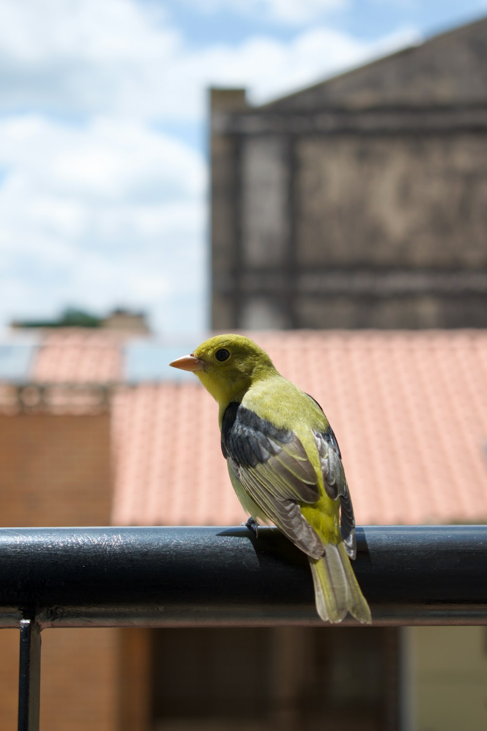 a bird sitting on a railing