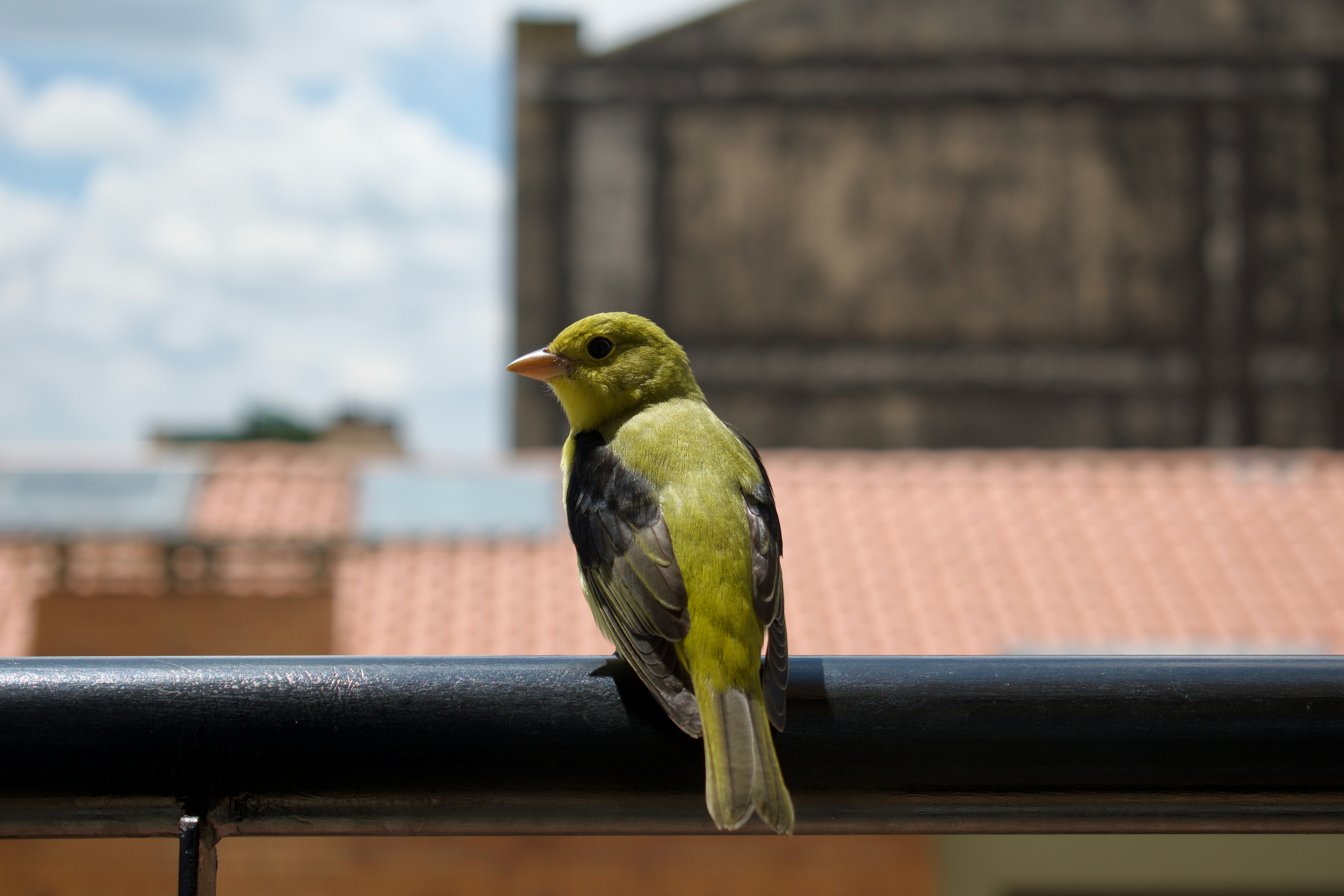 a bird sitting on a bench