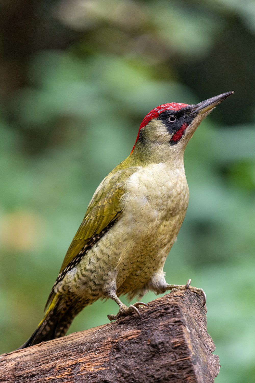 a bird with a red head