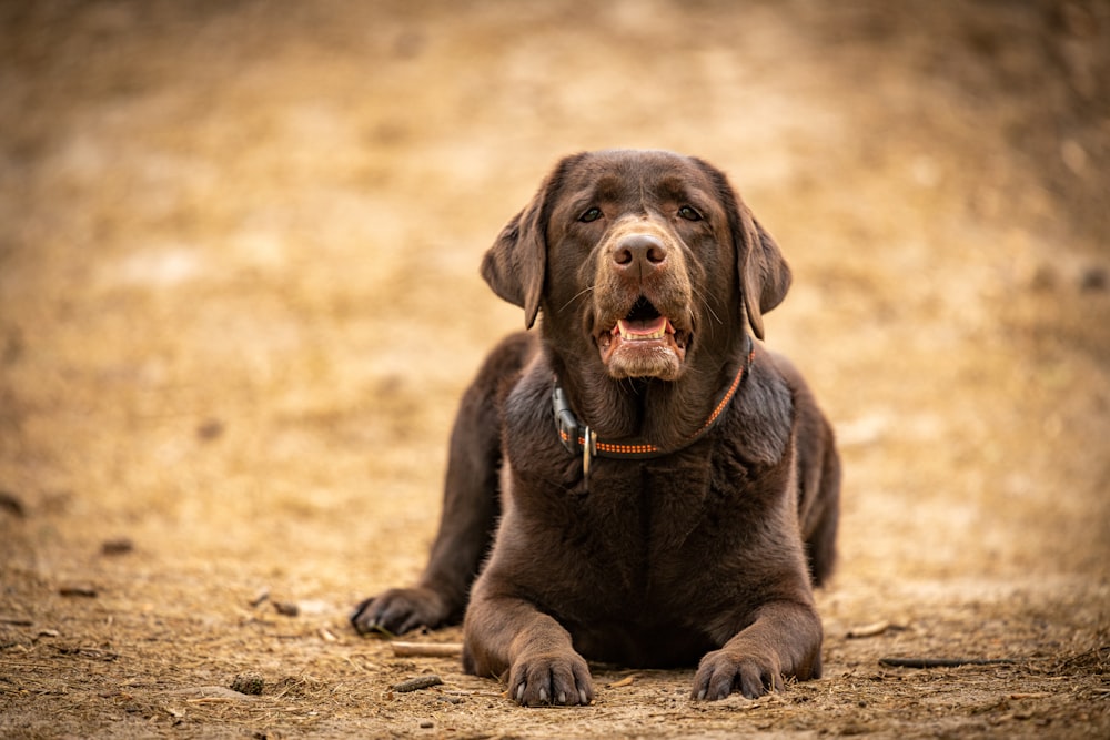 a dog sitting on the ground