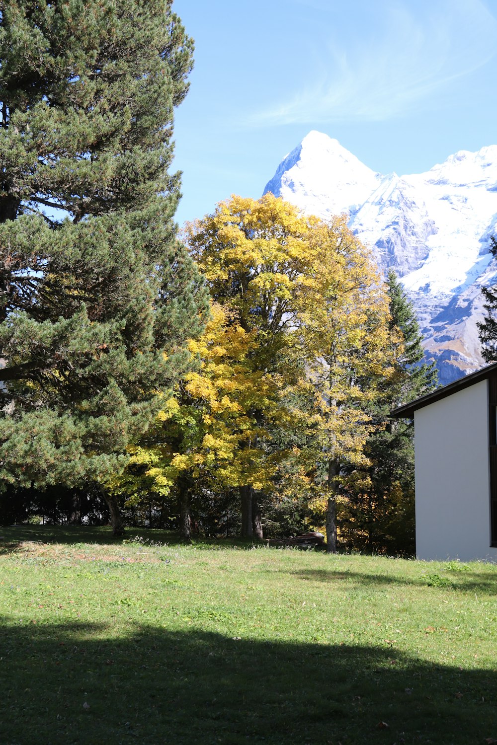 une maison et quelques arbres