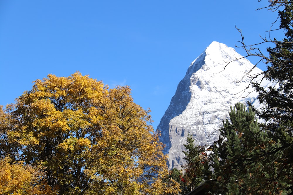 a mountain with trees in front of it