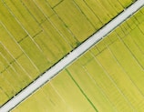 An aerial view of vast rice fields characterized by neatly divided plots of bright green crops. A paved road slices diagonally through the fields, creating a stark contrast with the surrounding greenery. The uniformity and organization of the fields suggest careful agricultural planning.