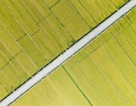 An aerial view of vast rice fields characterized by neatly divided plots of bright green crops. A paved road slices diagonally through the fields, creating a stark contrast with the surrounding greenery. The uniformity and organization of the fields suggest careful agricultural planning.