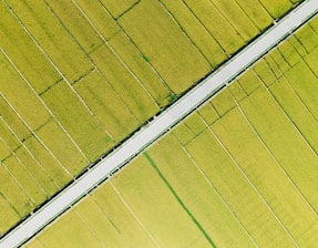 An aerial view of vast rice fields characterized by neatly divided plots of bright green crops. A paved road slices diagonally through the fields, creating a stark contrast with the surrounding greenery. The uniformity and organization of the fields suggest careful agricultural planning.