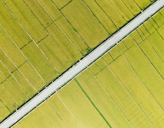 An aerial view of vast rice fields characterized by neatly divided plots of bright green crops. A paved road slices diagonally through the fields, creating a stark contrast with the surrounding greenery. The uniformity and organization of the fields suggest careful agricultural planning.