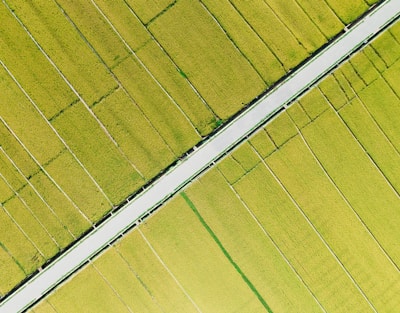 An aerial view of vast rice fields characterized by neatly divided plots of bright green crops. A paved road slices diagonally through the fields, creating a stark contrast with the surrounding greenery. The uniformity and organization of the fields suggest careful agricultural planning.