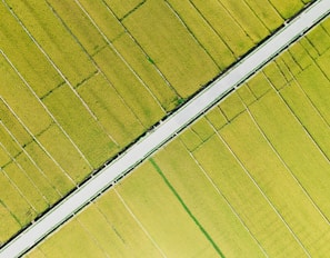 An aerial view of vast rice fields characterized by neatly divided plots of bright green crops. A paved road slices diagonally through the fields, creating a stark contrast with the surrounding greenery. The uniformity and organization of the fields suggest careful agricultural planning.