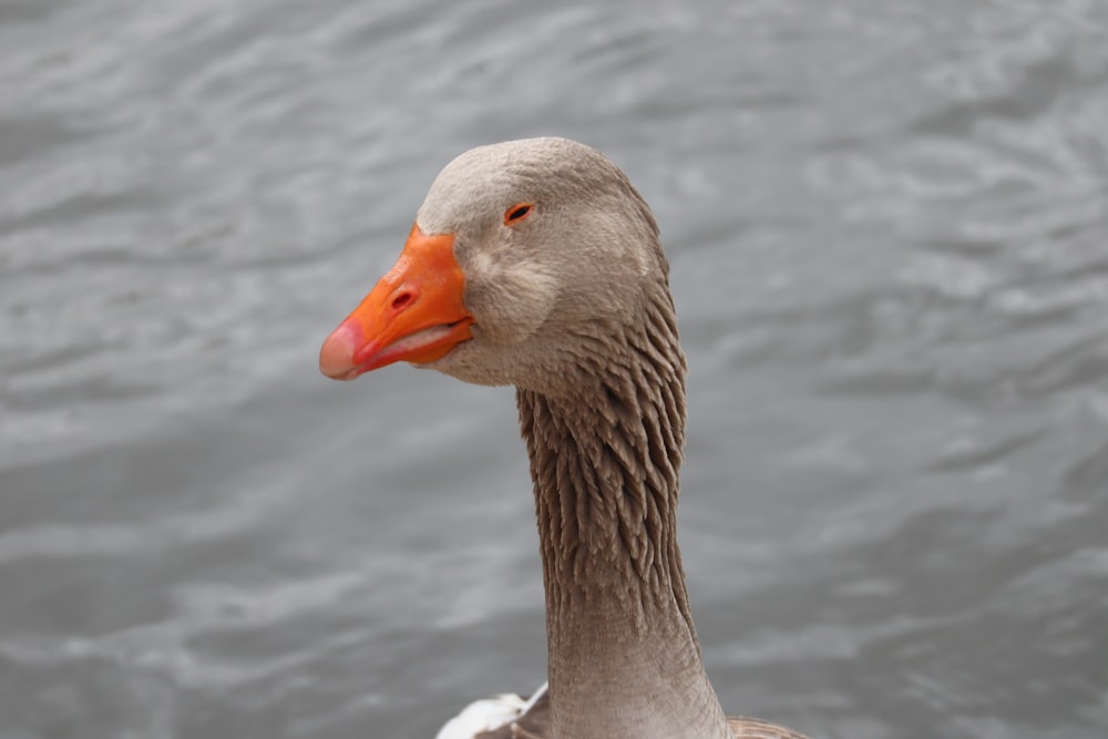 a duck in the water